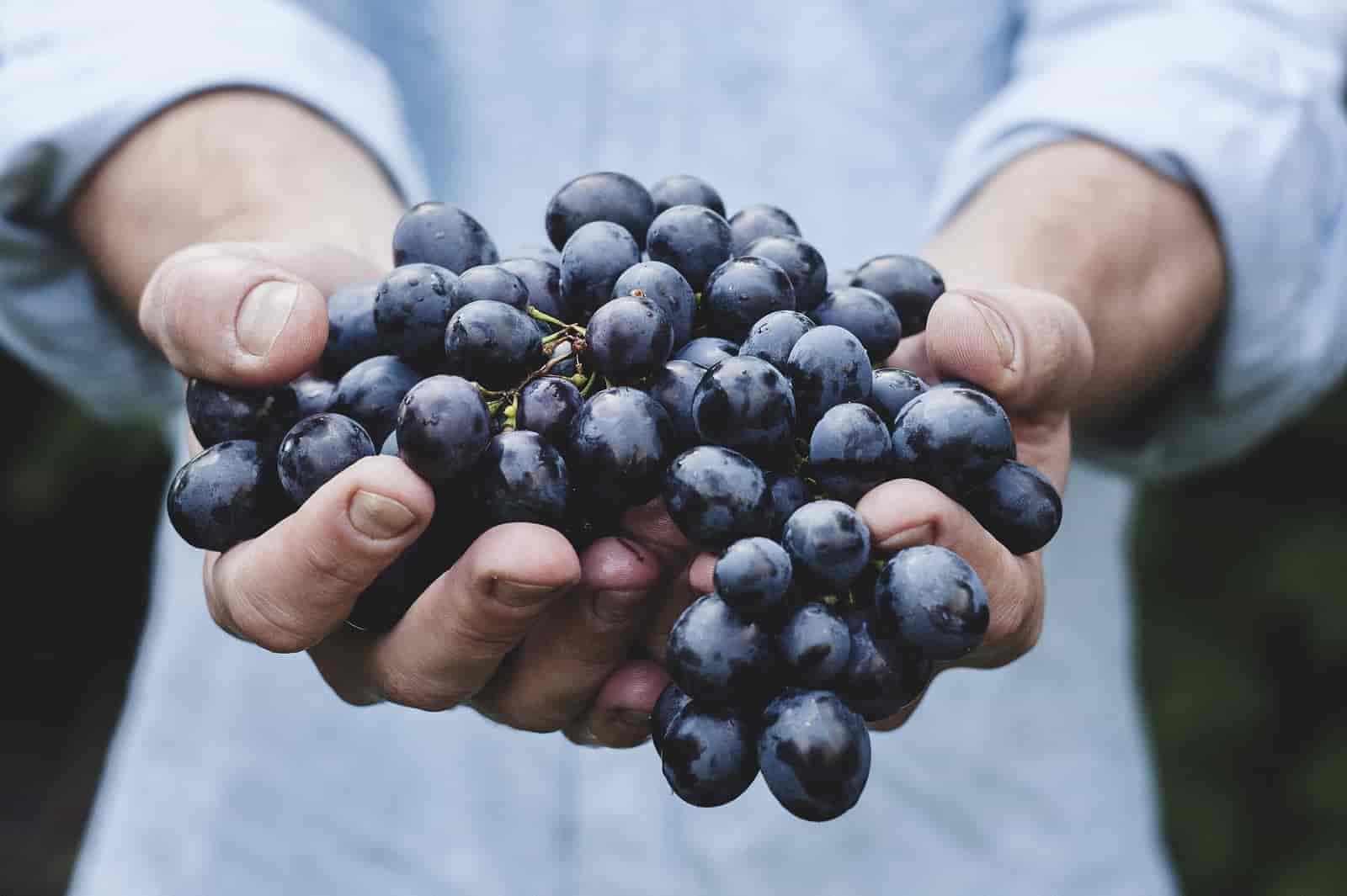 черный виноград, вино, красное вино, грузия